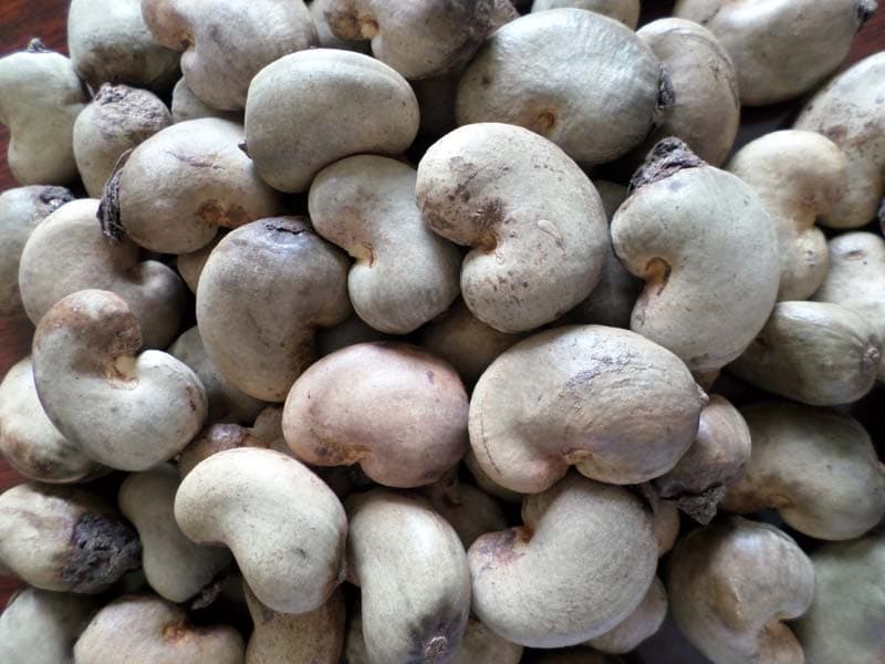 Raw Cashew Nut in Shell